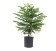 Norfolk Island Pine