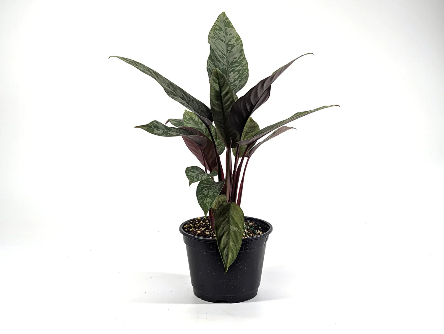 Apoballis 'Lavallaei'