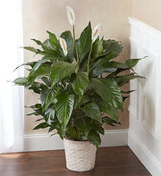 Peace Lily in Basket