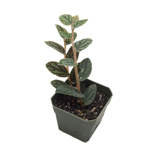 Watermelon Ivy (Pellionia pulchra)