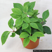 Peperomia pereskiifolia