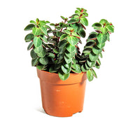 Peperomia Verticillata
