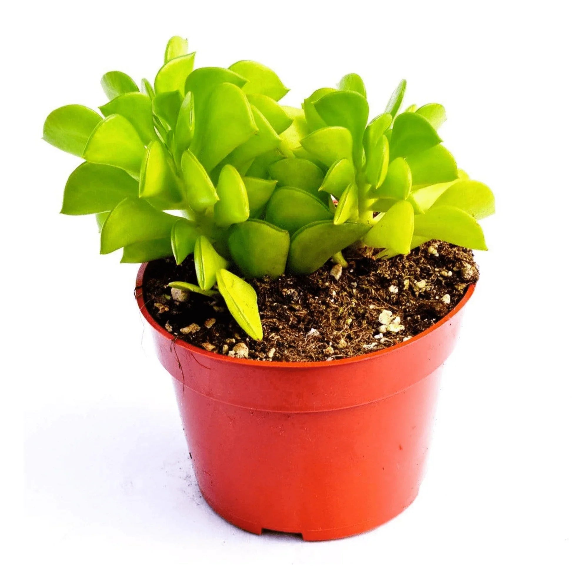 Peperomia dolabriformis