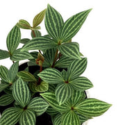 Peperomia "Puteolata"