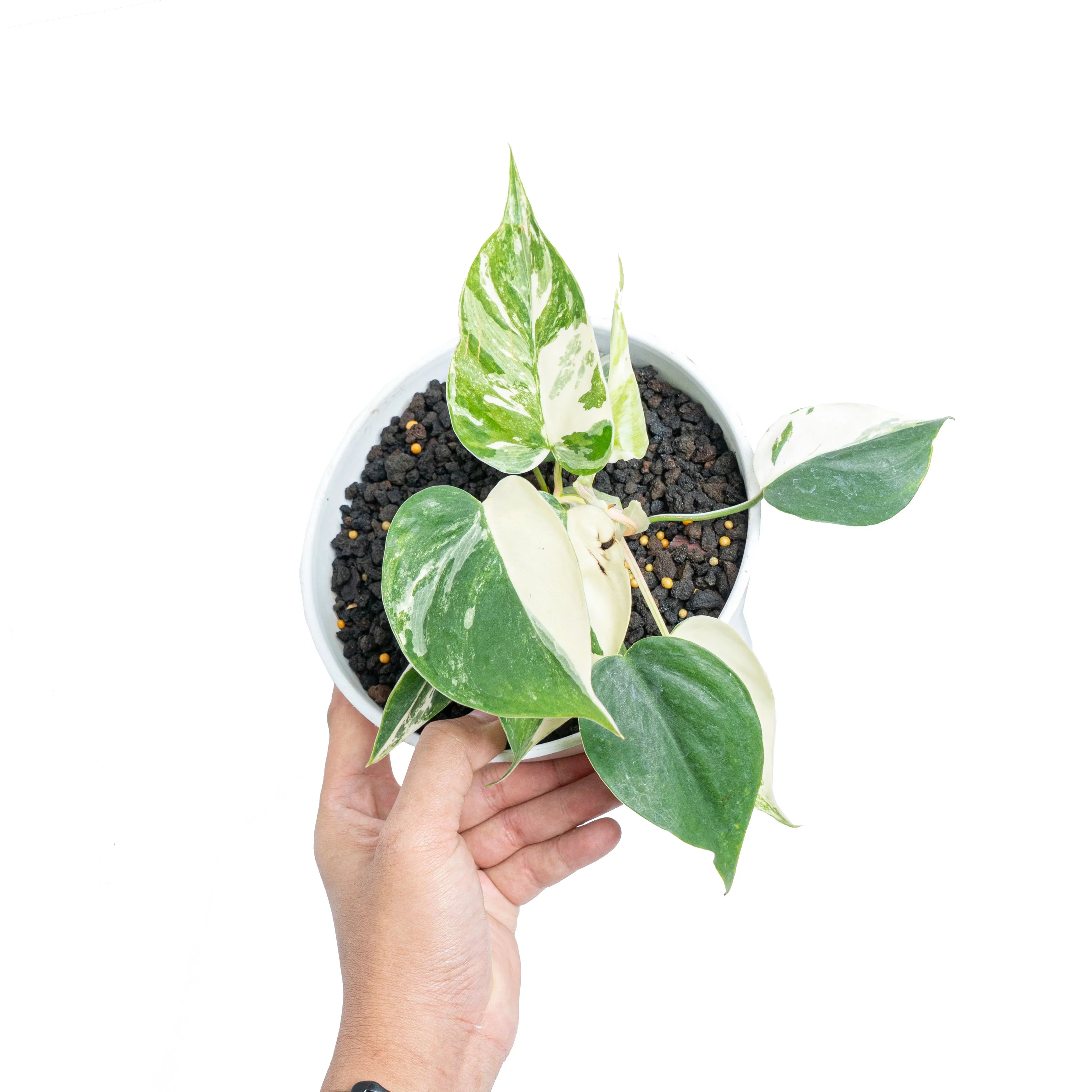 Philodendron Albo (Epipremnum pinnatum albo)