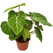 Philodendron Gloriosum