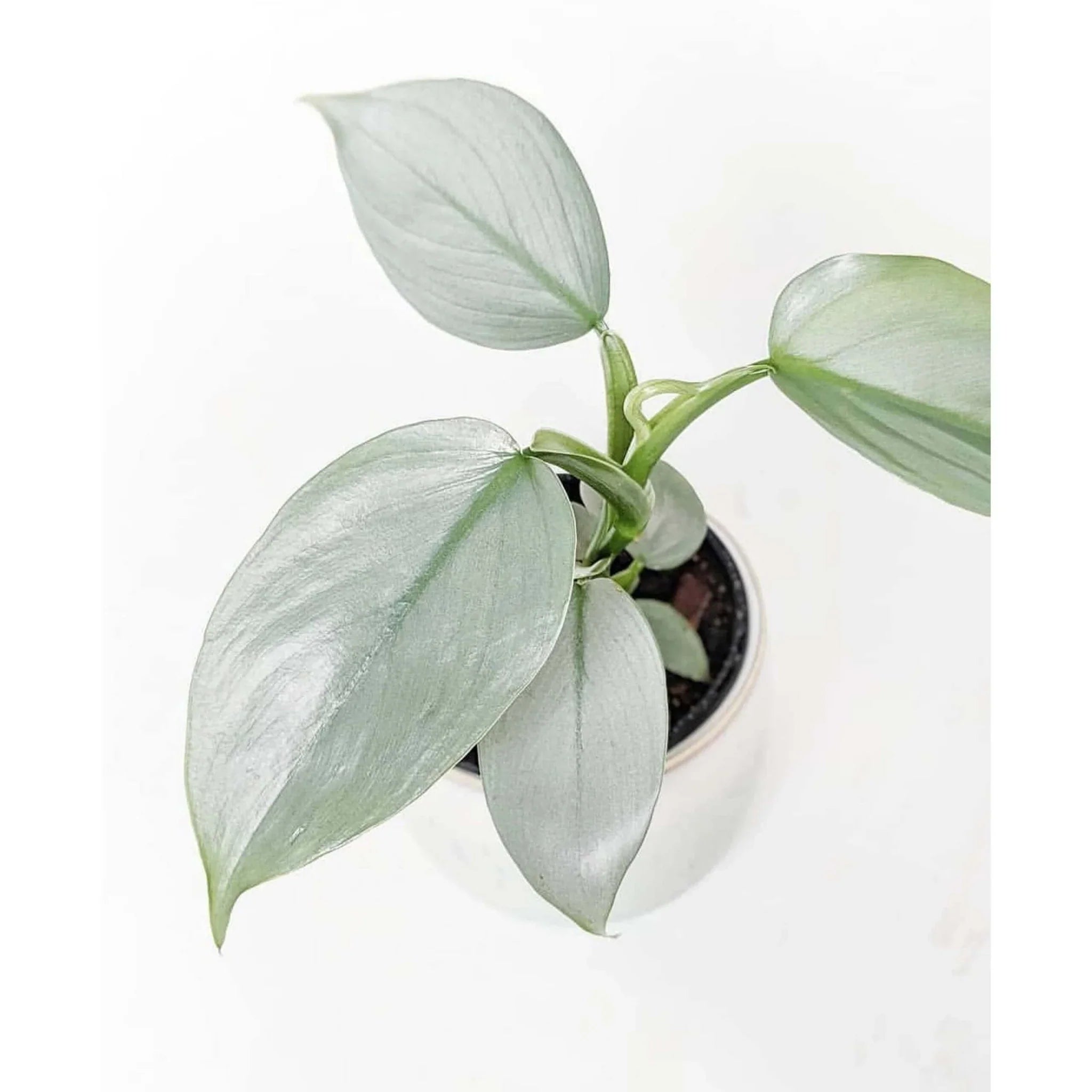 Philodendron "Silver Sword"