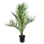Phoenix Palm (Phoenix canariensis)