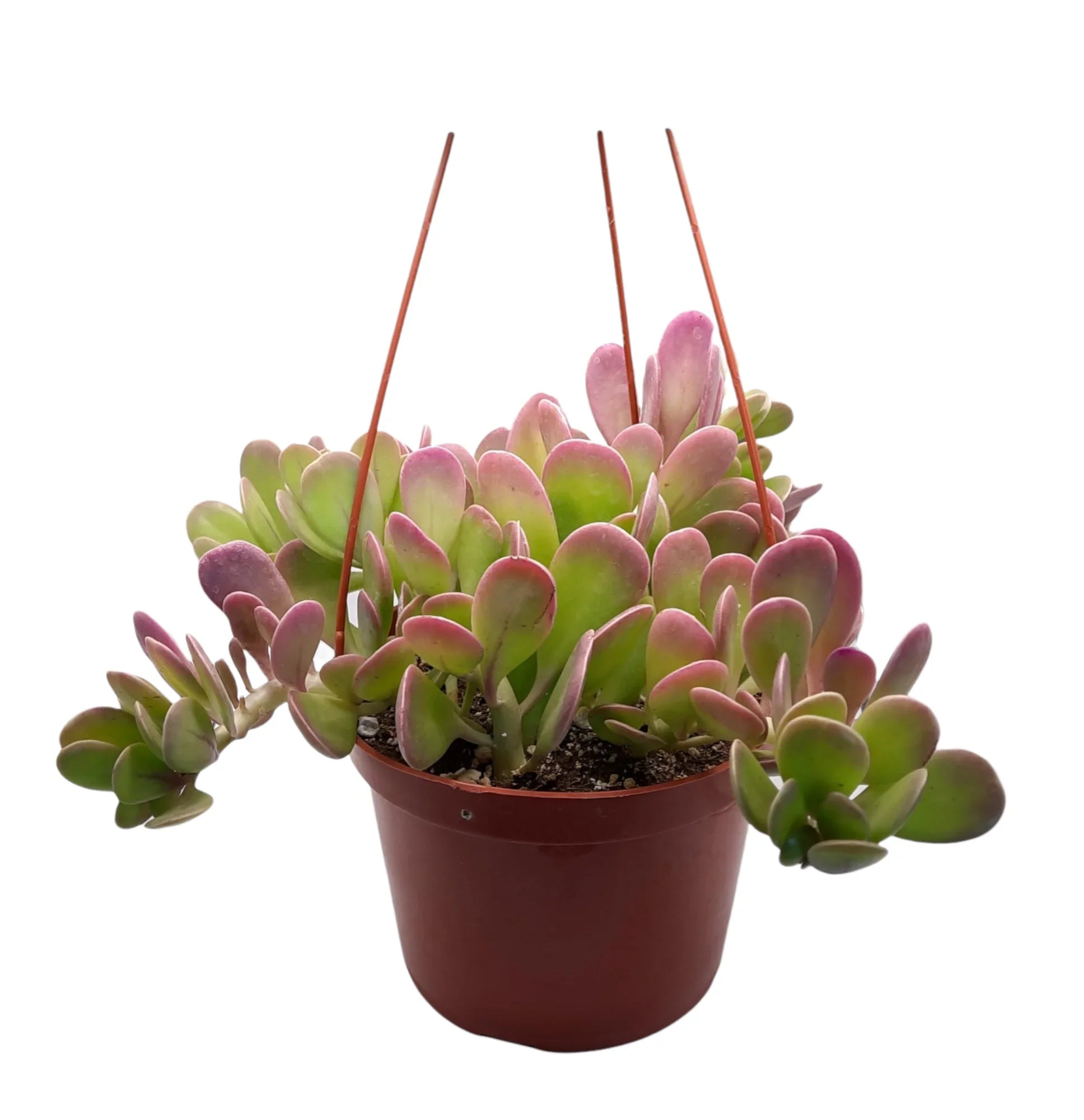Hanging Jade (Senecio jacobsenii)