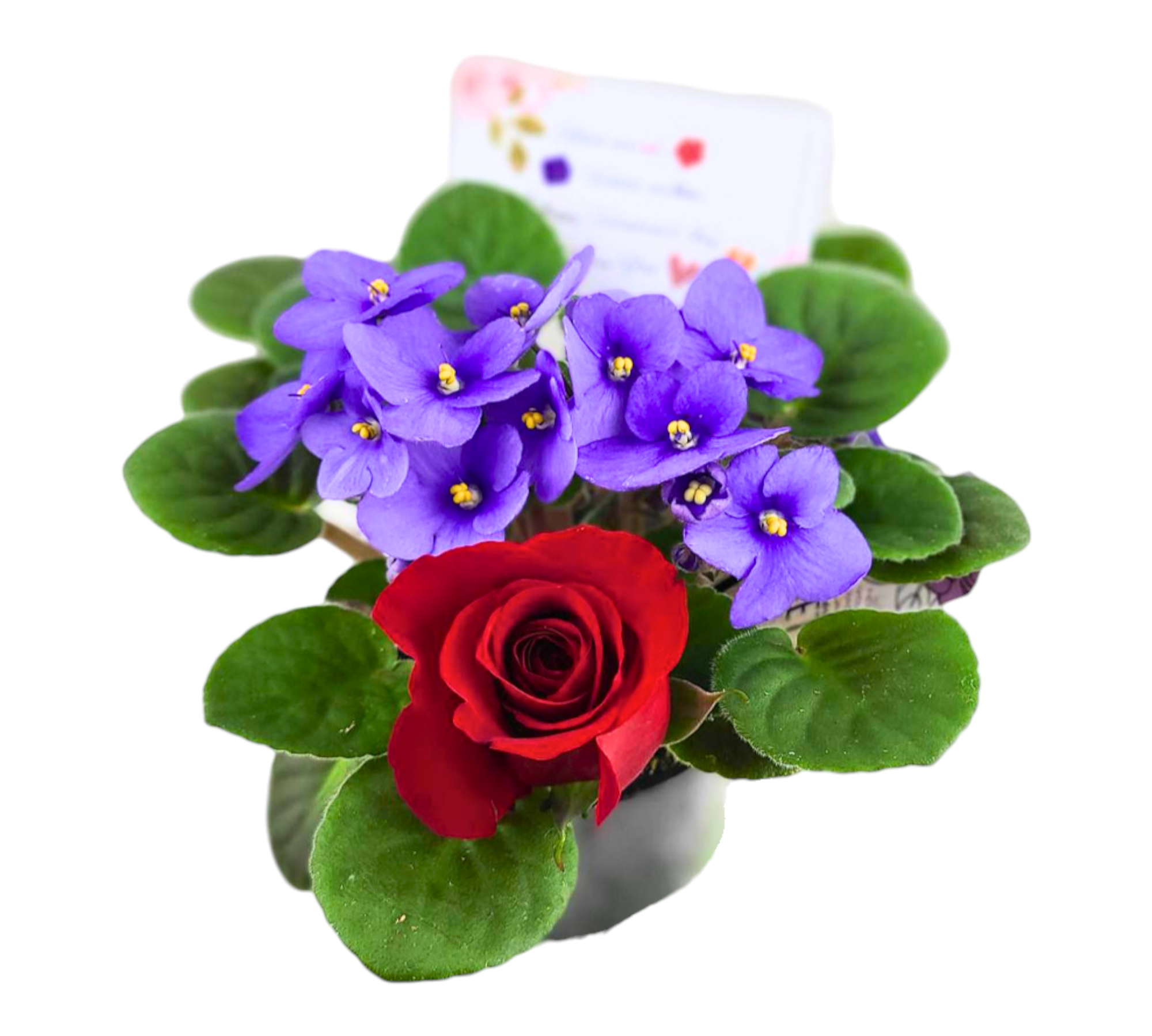 "Roses Are Red, Violets Are Blue" Valentine's Day Gift