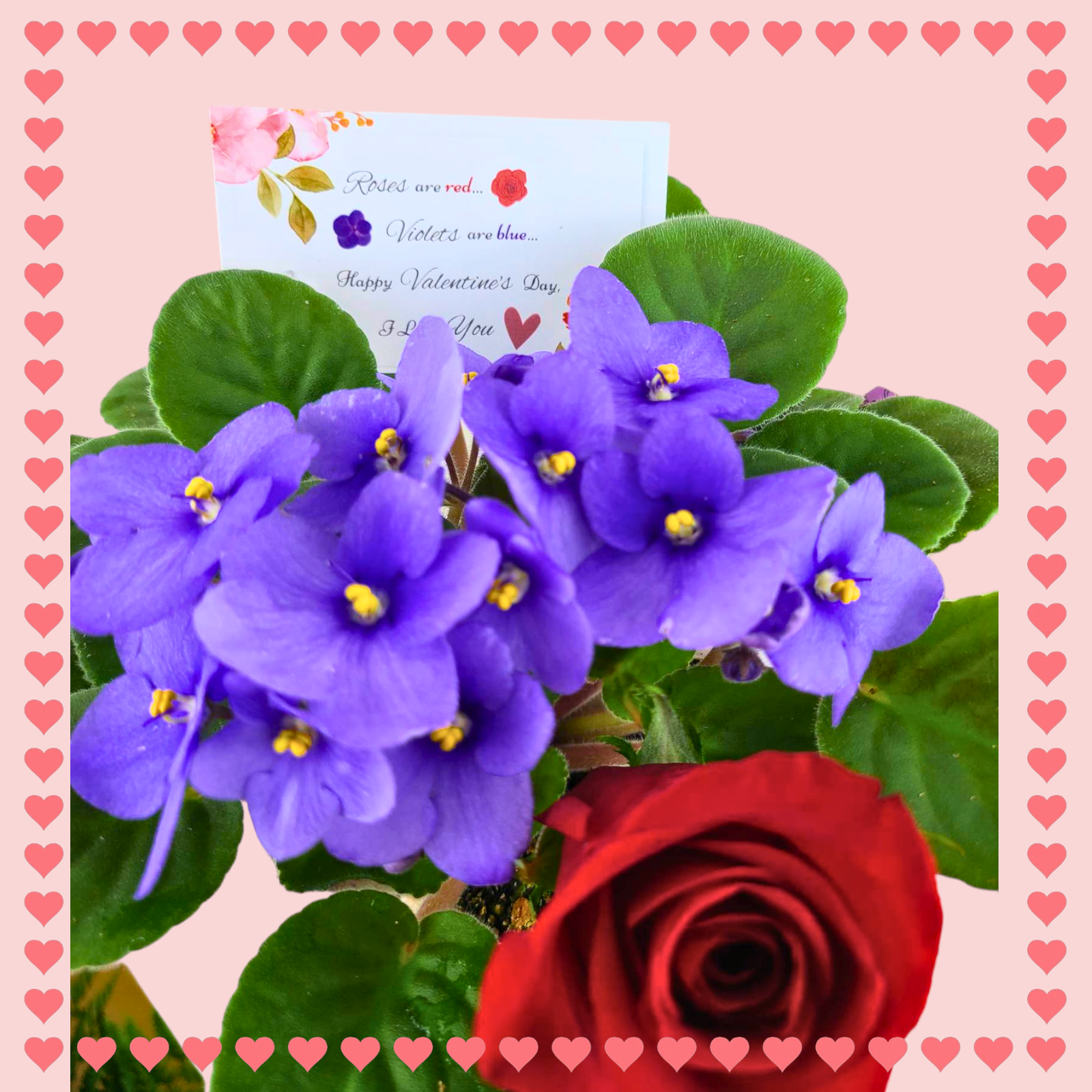 "Roses Are Red, Violets Are Blue" Valentine's Day Gift