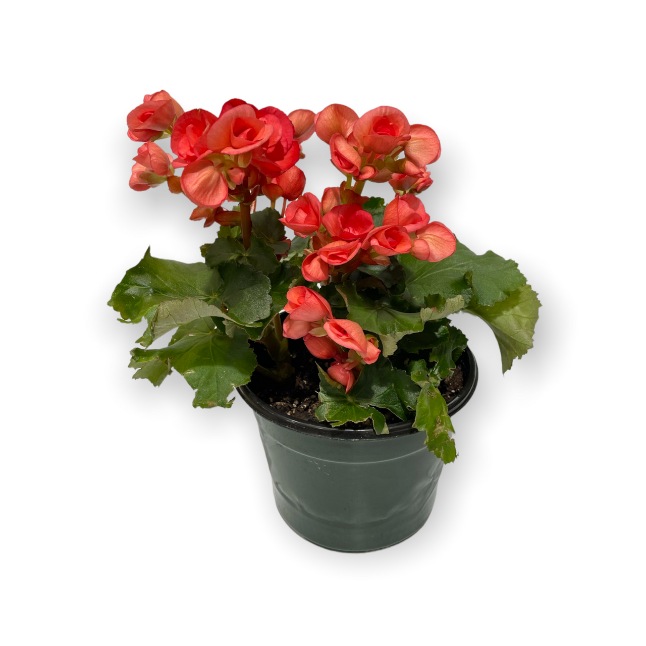 Begonia Rieger