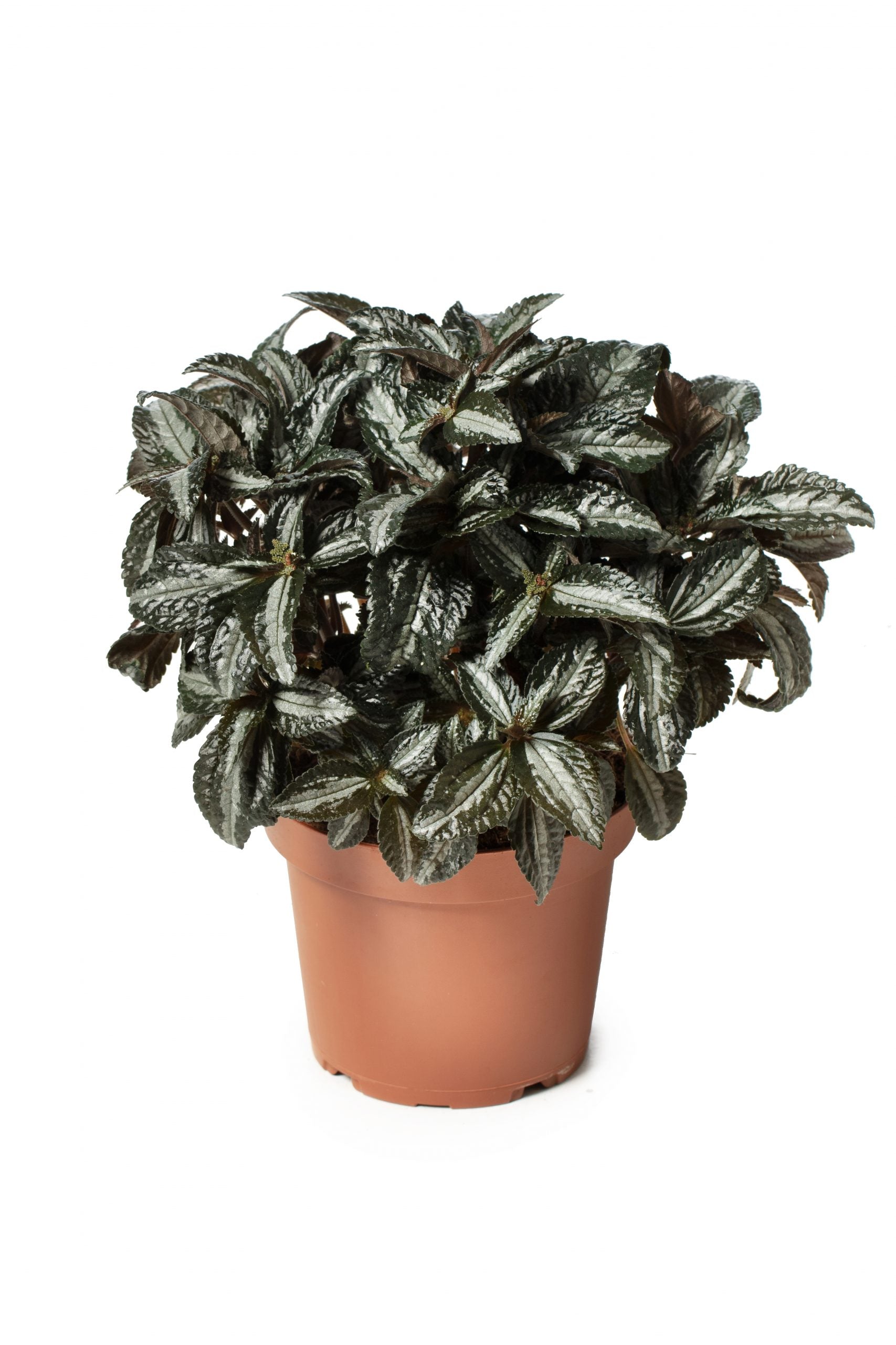 Pilea Silver Tree