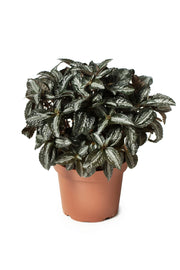 Pilea Silver Tree