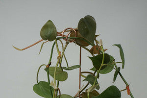 Decorative Plant Stakes – Set of 4