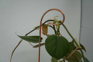 Decorative Plant Stakes – Set of 4