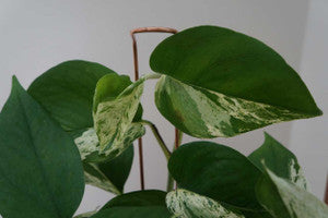 Decorative Plant Stakes – Set of 4