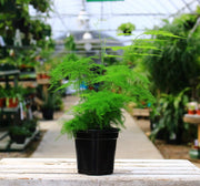 Plumosa Fern (Asparagus setaceus)