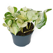 Pothos 'Manjula' (Epipremnum aureum Manjula)
