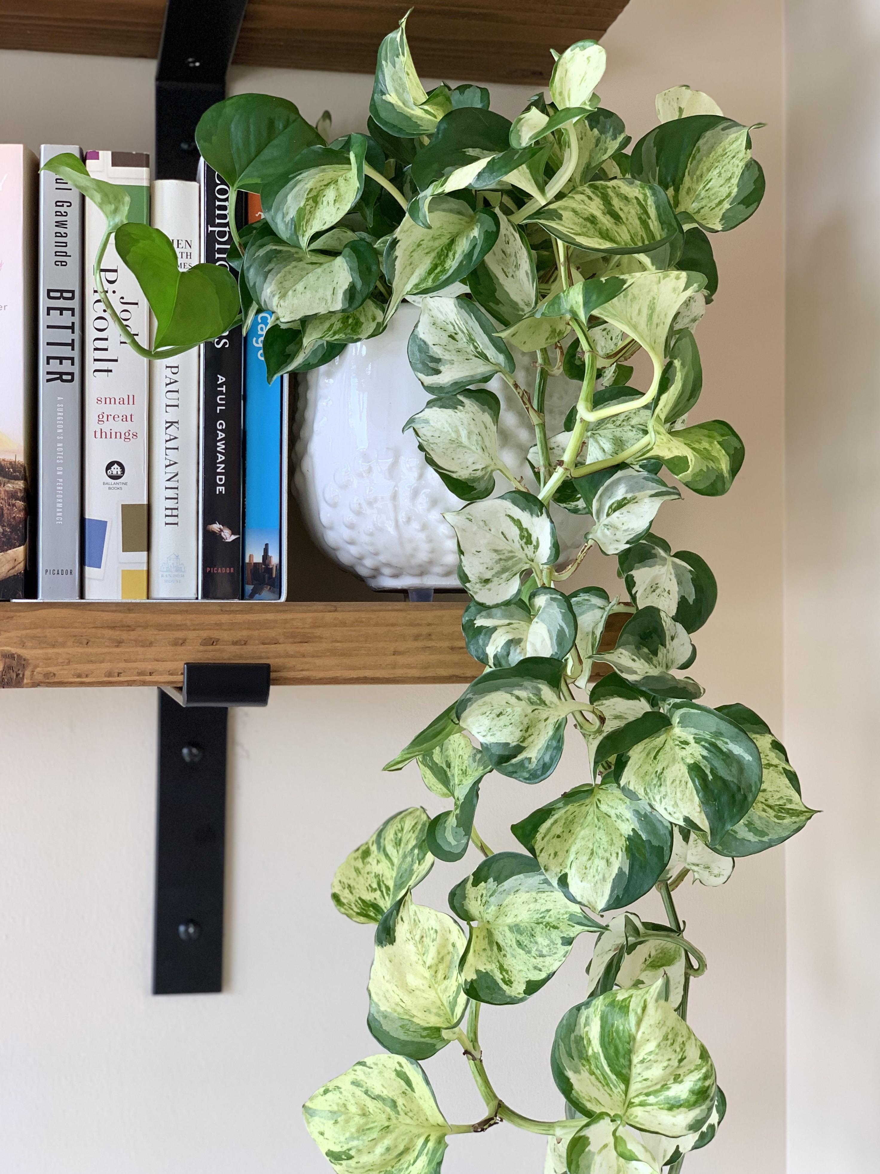 Pothos 'Manjula' (Epipremnum aureum Manjula)