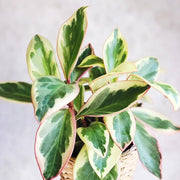 Rainbow Peperomia 'Ginny'