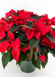 Red Poinsettia