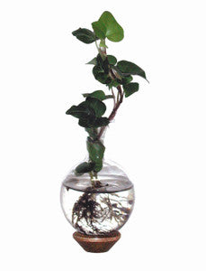 Replacement Glass Vase