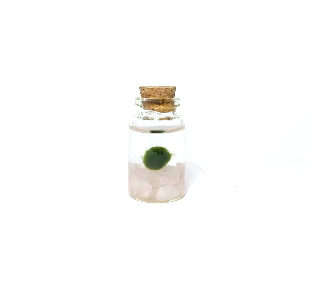 Moss Ball - Tiny