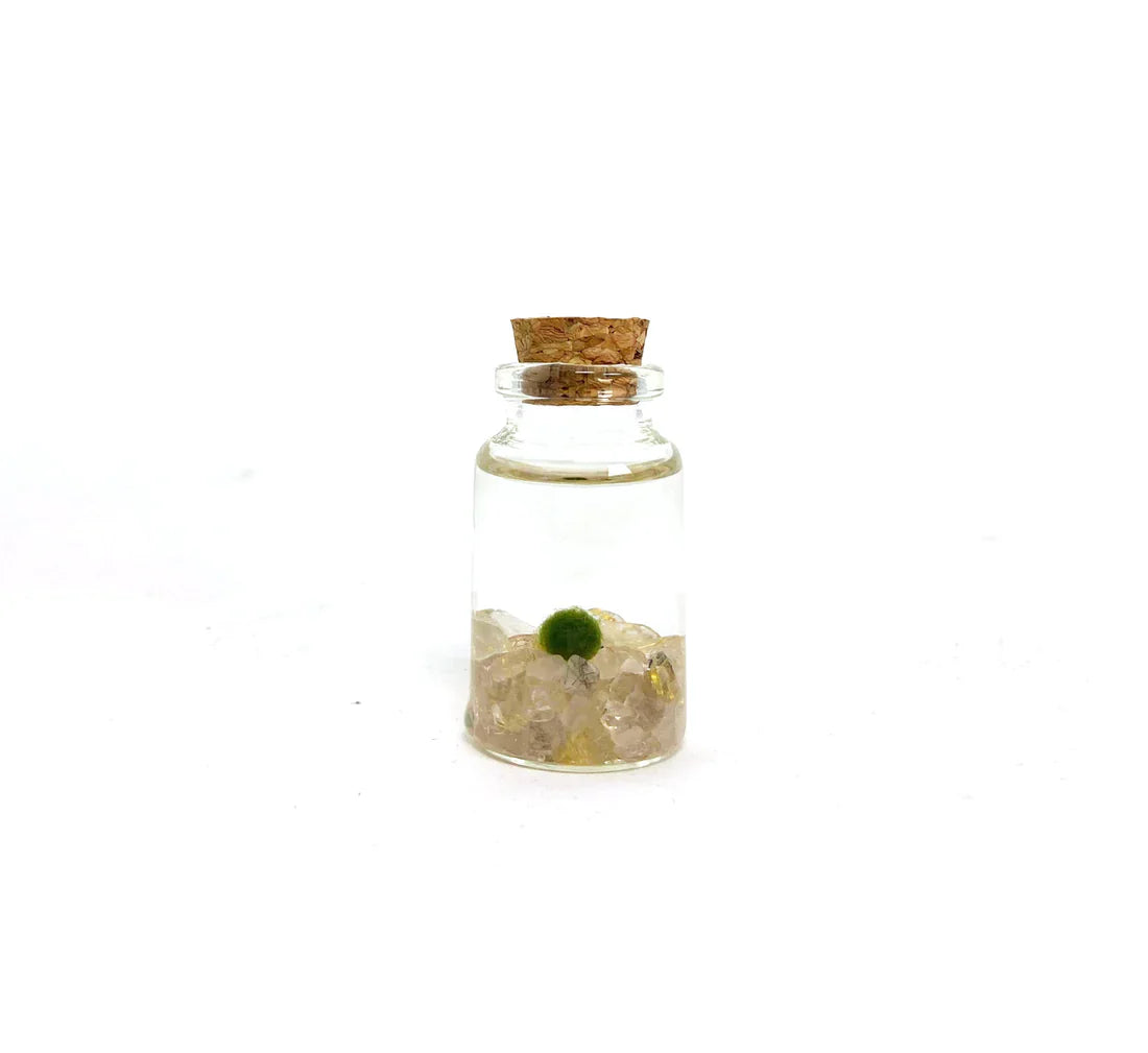 Moss Ball - Tiny