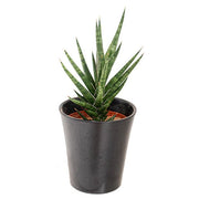 Snake Plant (Sansevieria francisii chahin/ Dracaena francisii)