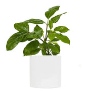Alpine Schefflera 'Junior'