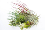 Air Plant (Tillandsia)