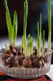 Paperwhite Bulbs