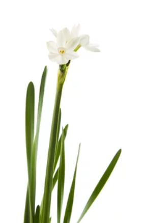 Paperwhite Bulbs