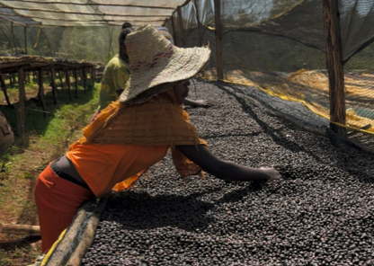 Ethiopia Worka Sakaro Natural