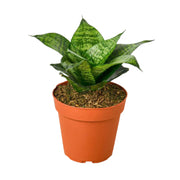 Sansevieria 'Marble Star'