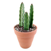 Stapelia Cactus