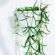 String of Needles