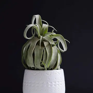 Air Plants