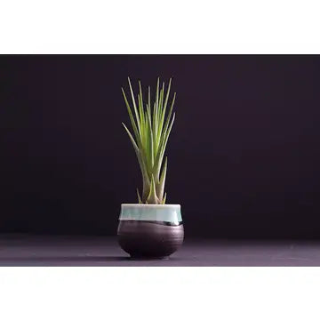 Air Plants