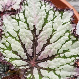 Rex Begonia Hybrid "Jurassic Green Streak"