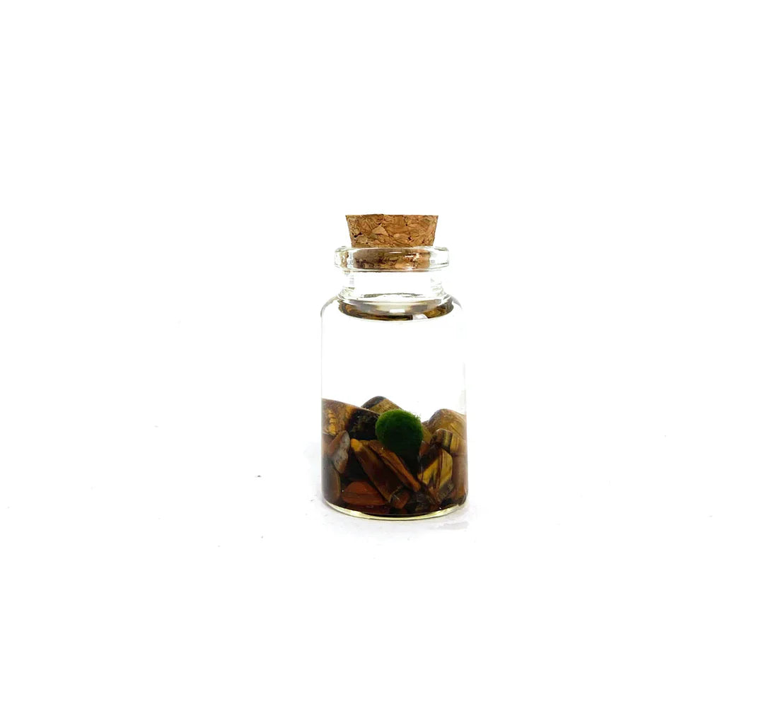 Moss Ball - Tiny