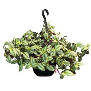 Tradescantia "White Zebra" (Tradescantia zebrina)