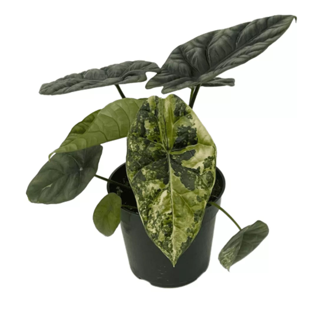Alocasia Sinuata "Quilted Dreams"