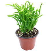 Crassula "Watch Chain"