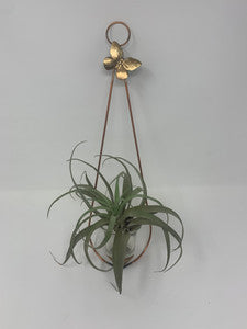 Wall Hanging Air Plant Holder
