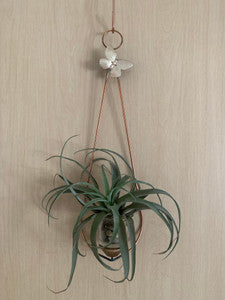 Wall Hanging Air Plant Holder