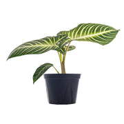 Caladium lindenii 'Magnificum'