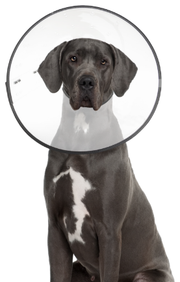 ZenPet Plastic E Collar Small