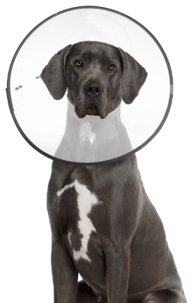 ZenPet Plastic E Collar Large